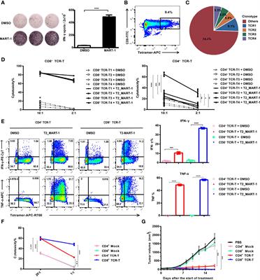 Single-Cell Transcriptomics Reveals Killing Mechanisms of Antitumor Cytotoxic CD4+ TCR-T Cells